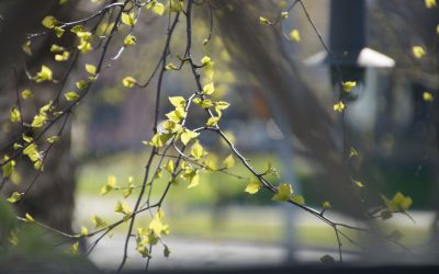 Luonto, luonnollisuus, luontaistuote?